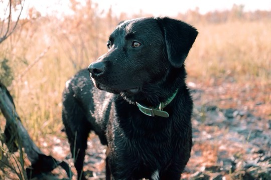 Black hunting dog