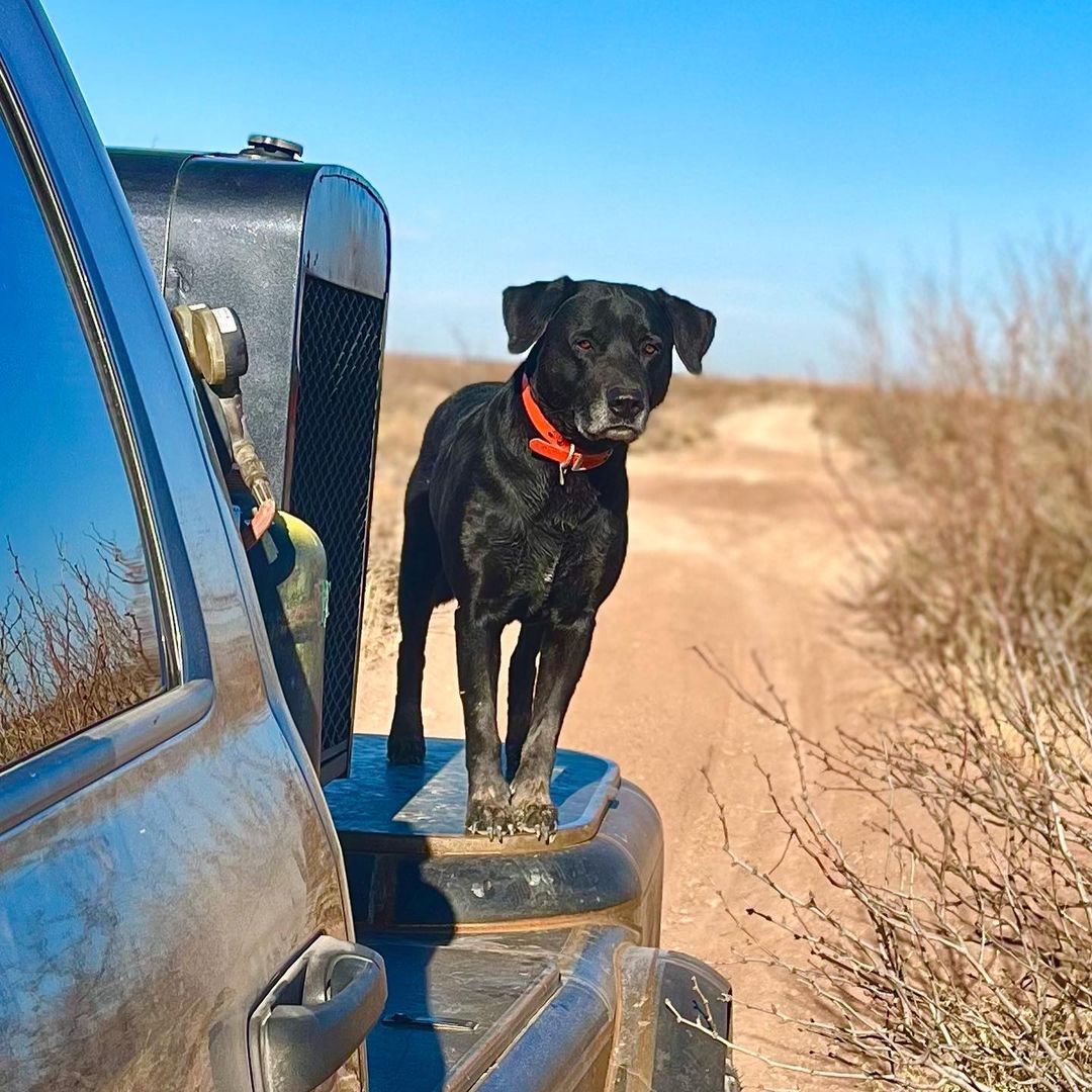 Black hunting dog on top of truck