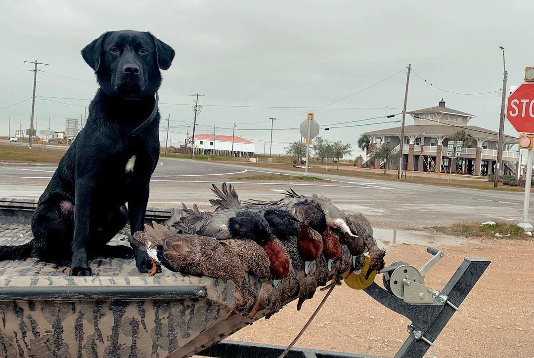Black hunting dog with hunted ducks