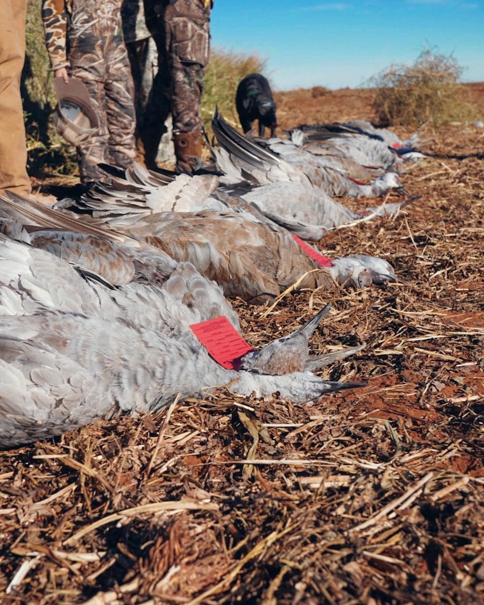 Deceased cranes after being hunted