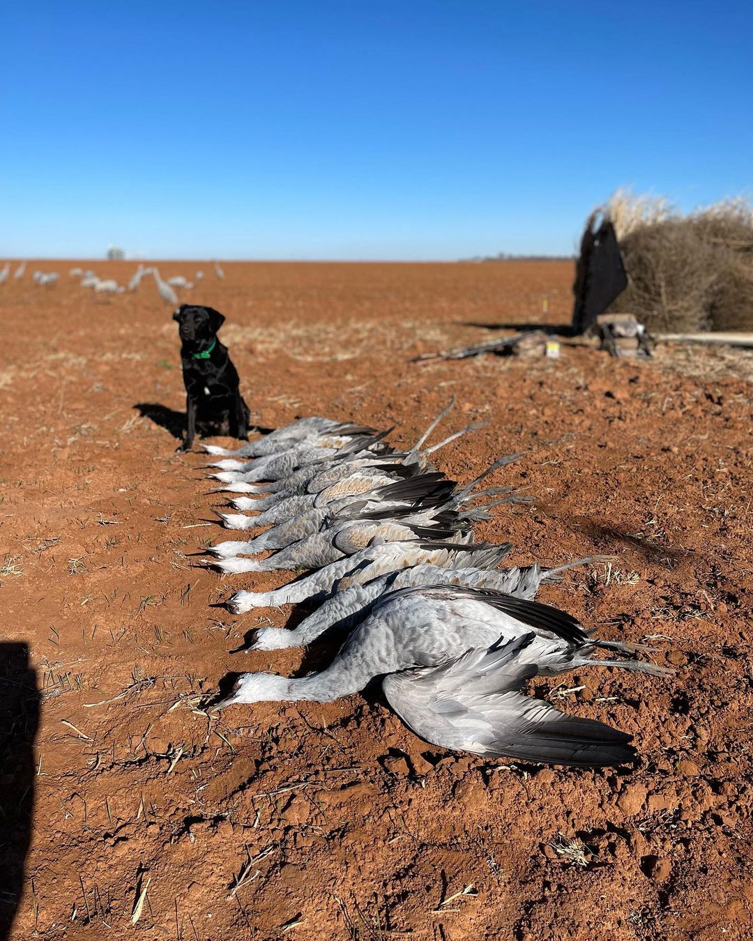 Black hunting dog with deceased cranes in a Lubbock, TX field