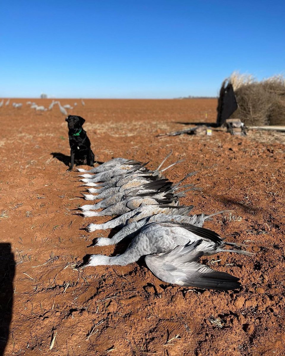 Black hunting dog with deceased cranes in a Lubbock, TX field