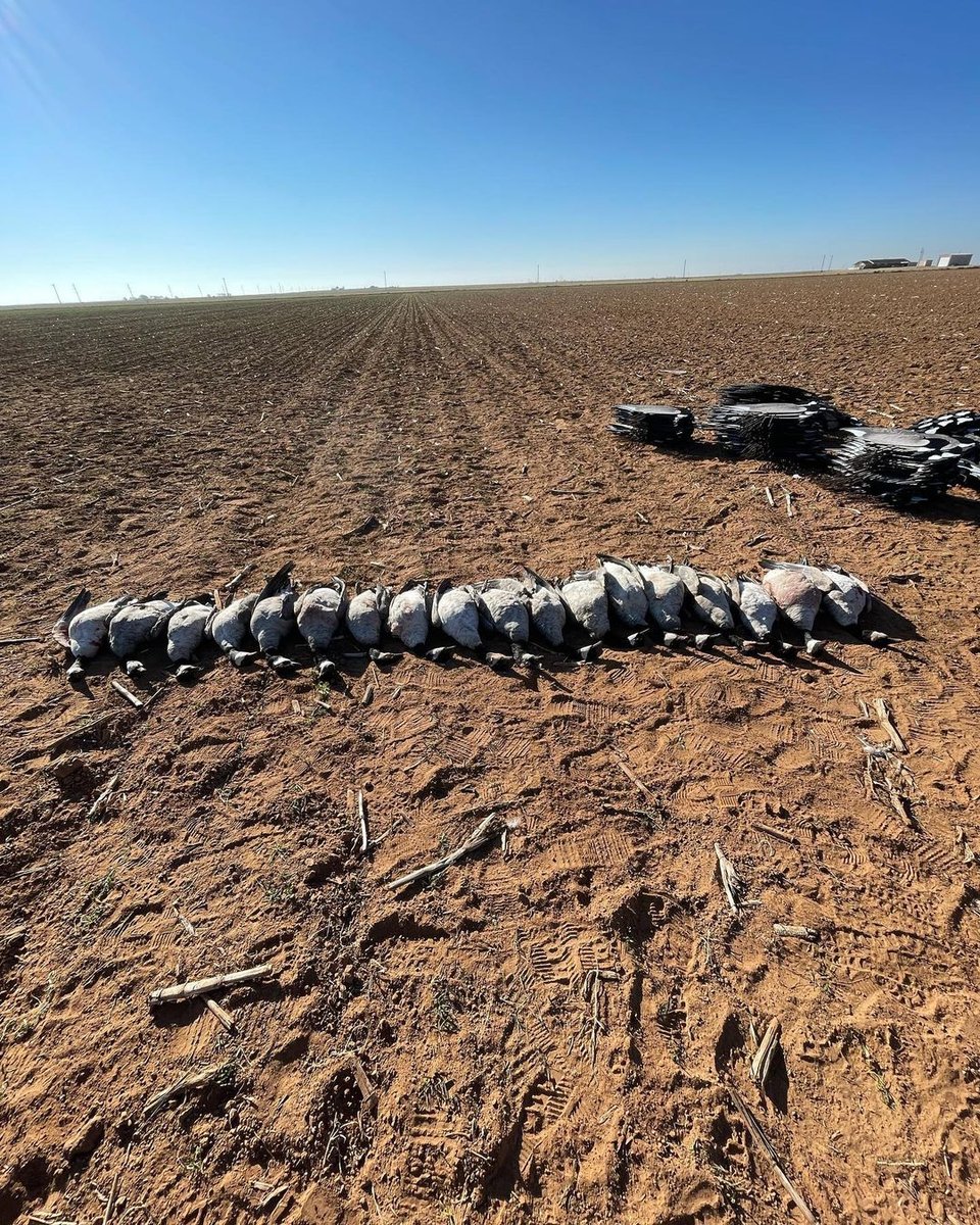 Geese lined up in a field in Lubbock, TX after being hunted 