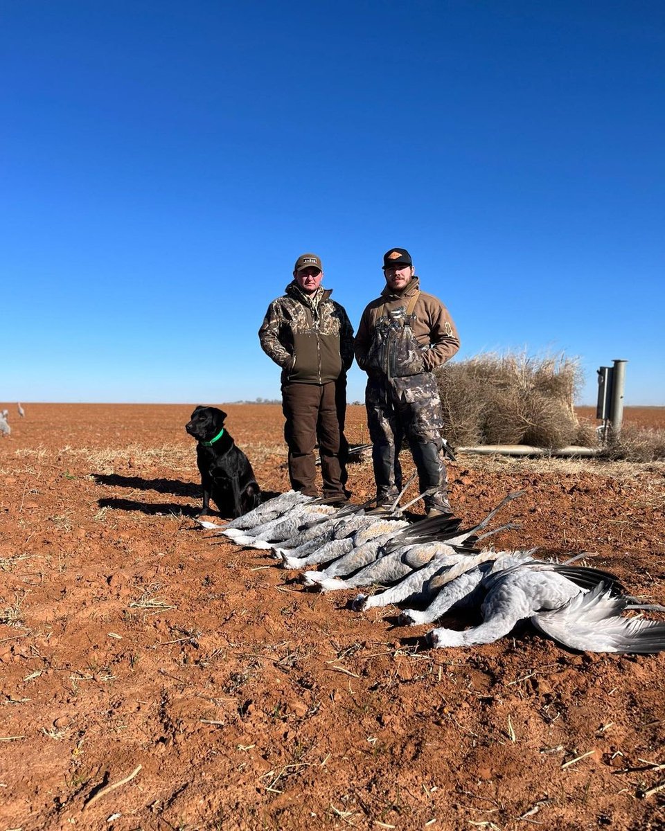 Two men hunters with hunting dog and cranes