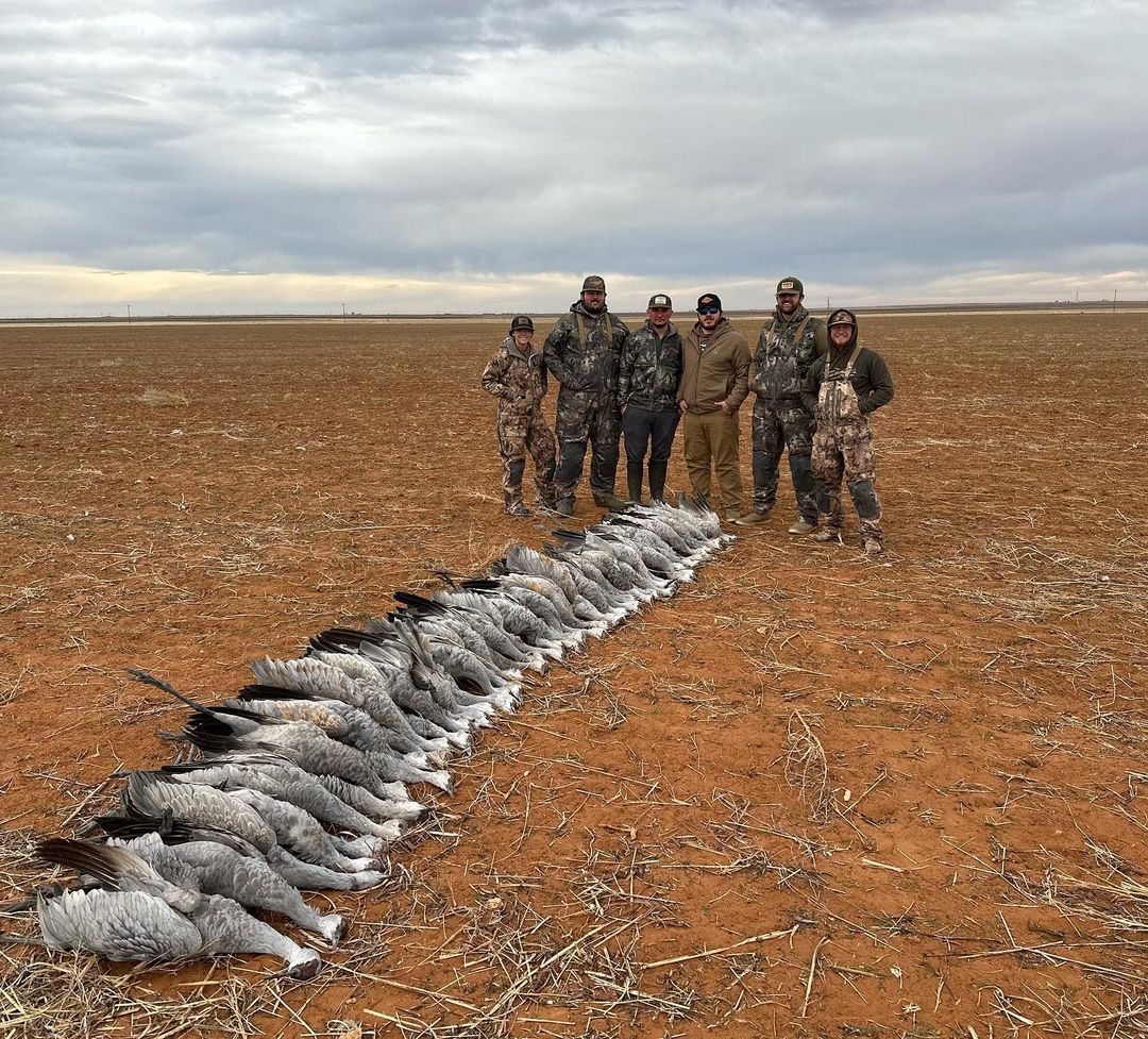 Group of hunters with sandhill cranes lined up on a Lubbock, TX field