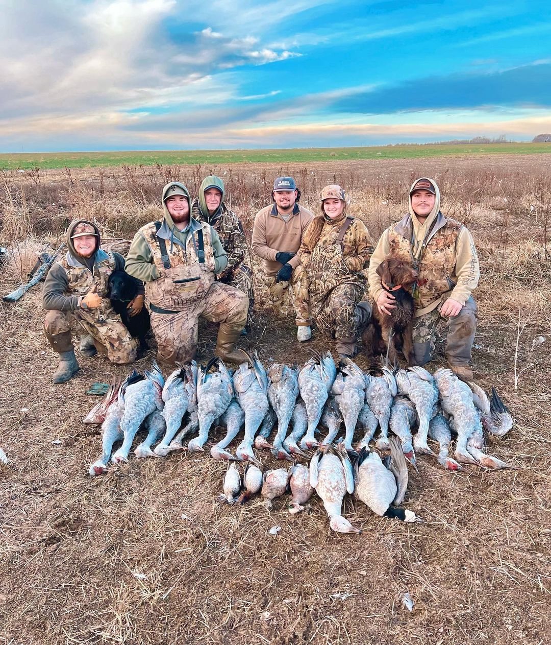 Group of hunters kneeling behind hunted sandhill cranes