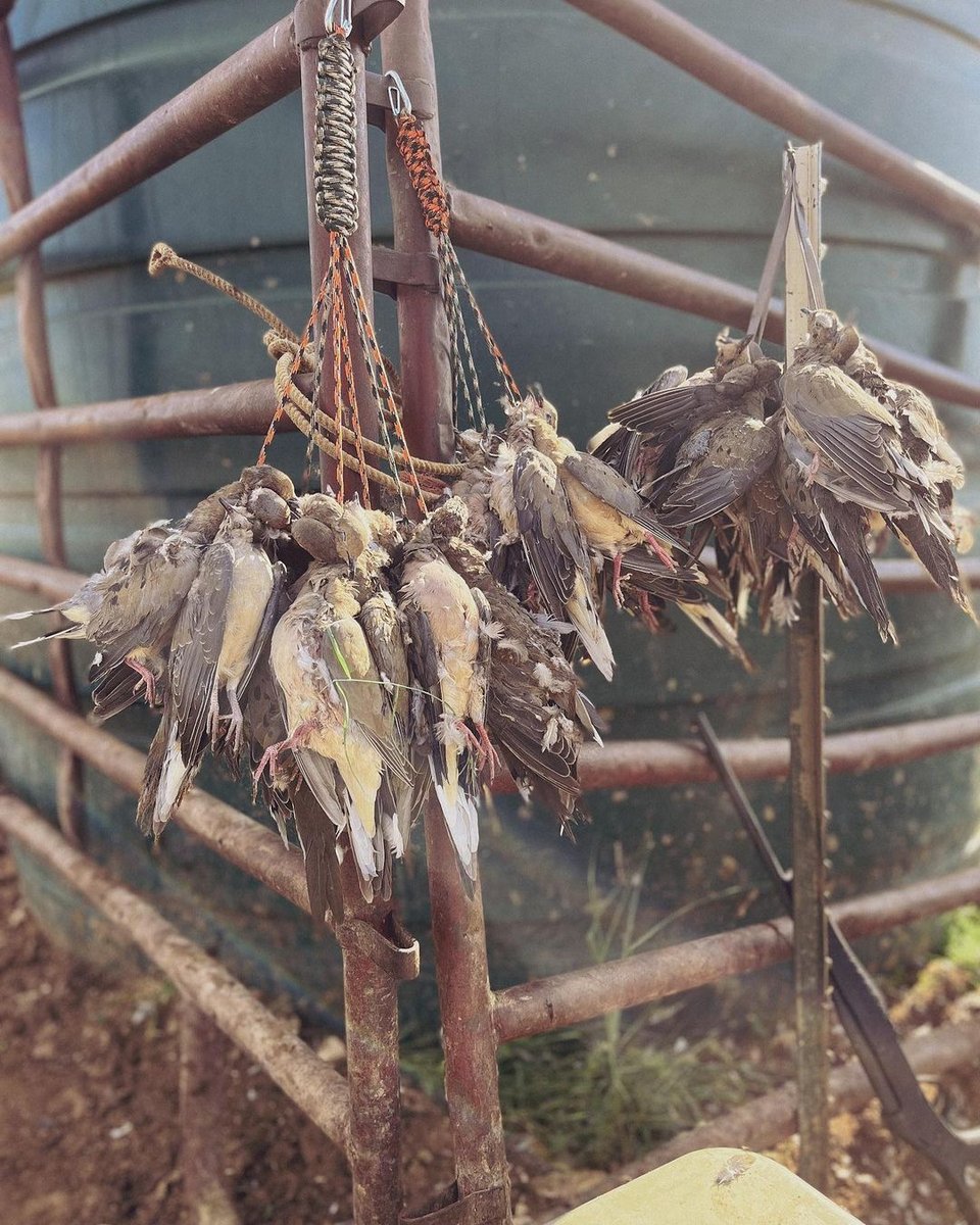 Hunted doves hanging from fence
