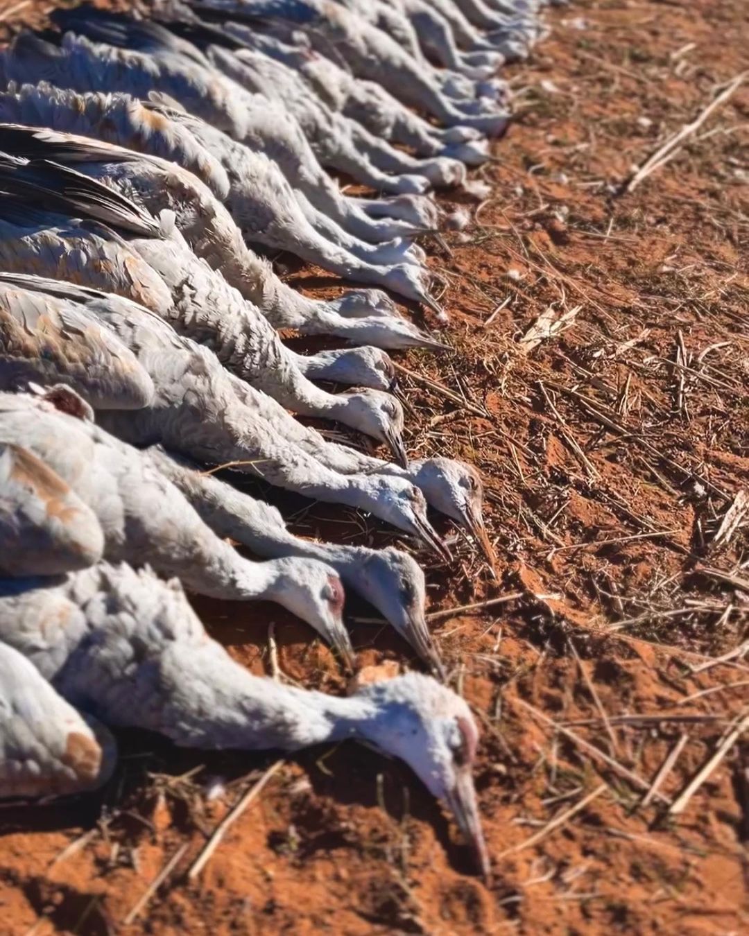 Sandhill cranes lined up on Lubbock, TX field