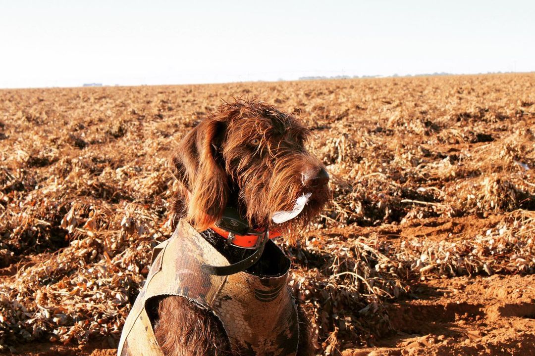 Brown hunting dog