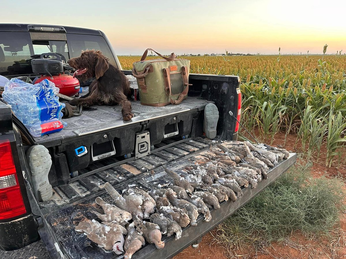 Brown hunting dog with deceased doves on back of truck