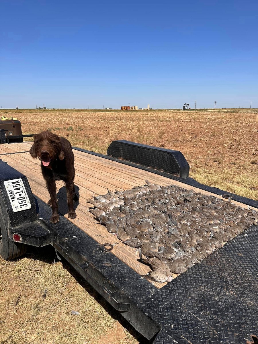 Brown hunting dog with deceased doves on trailer