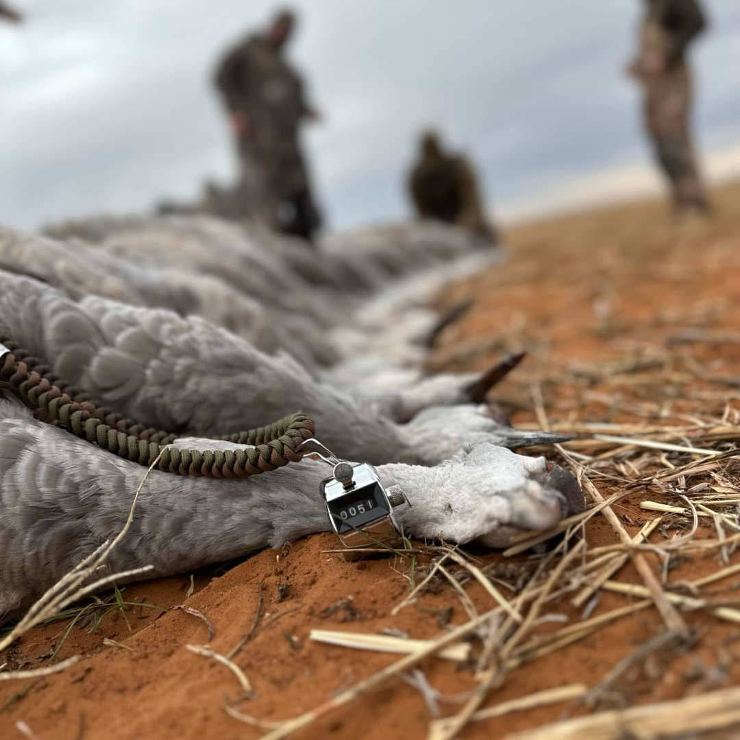 Sandhill cranes after being hunter