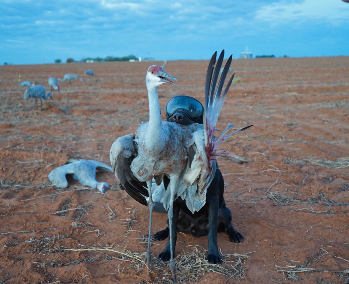 Black hunting dog holding a sandhill crane