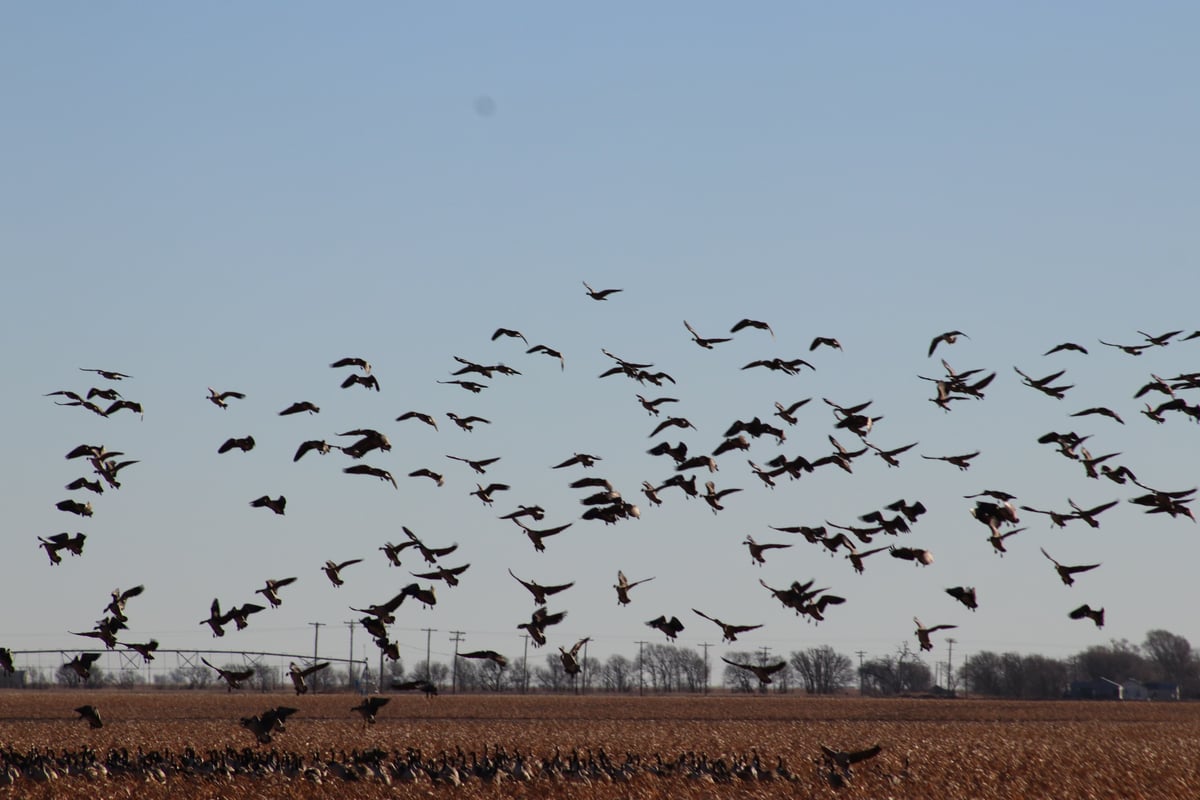Scenery of birds flying in Lubbock, TX